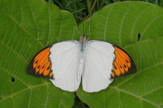 Great orange tip