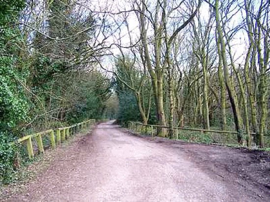 In Shipley Wood