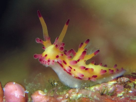 Aegires villosus