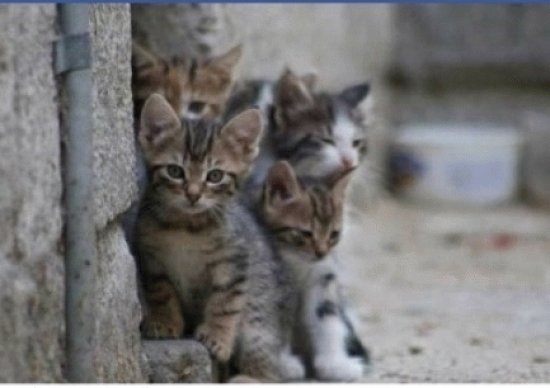 los mininos de jesica