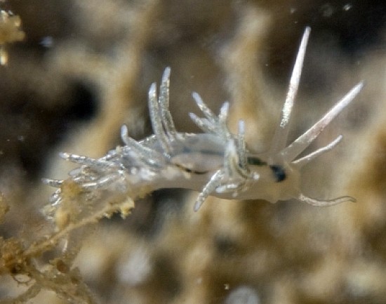 Facelina dubia