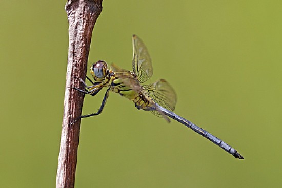 Orthetrum icteromelas