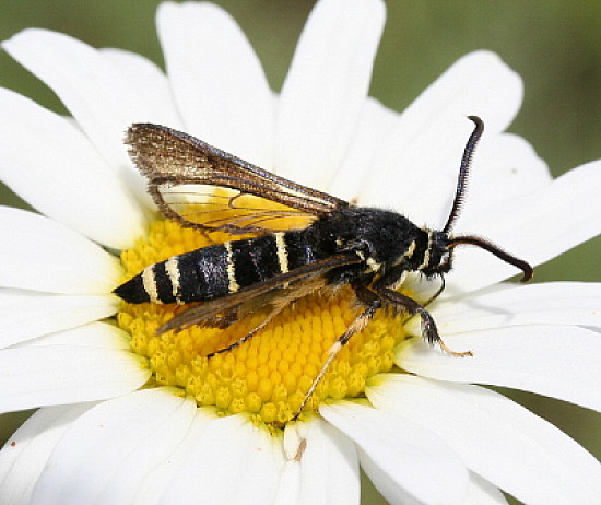Paranthrene tabaniformis