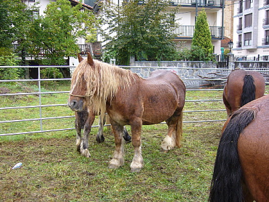 Burguete