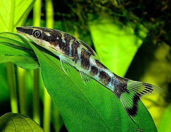 Otocinclus cocoma