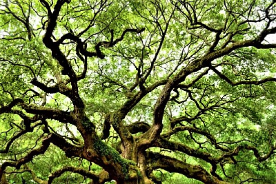 old tree