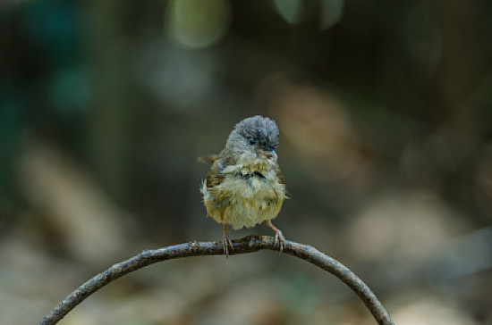 Fulvetta dalle guacebrune