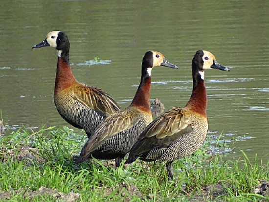 Patos SirirÃ­ Pampa