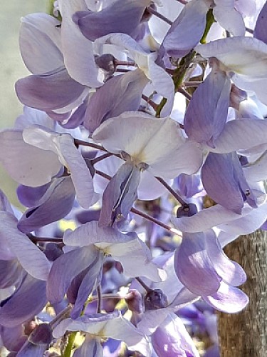 Glycine