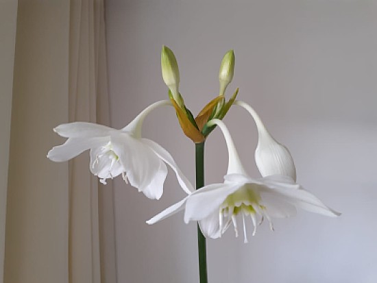 FLOR EN CASA 2