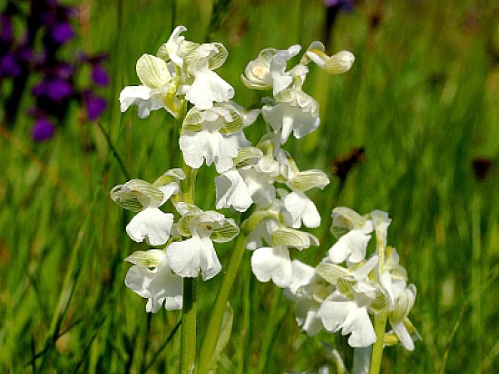 Anacamptis Morio alba