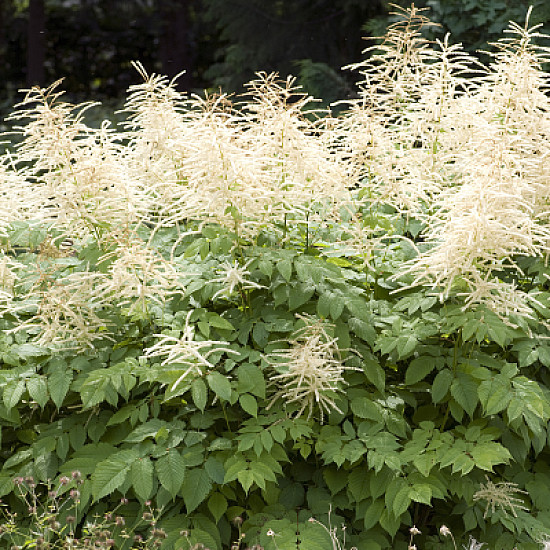 Aruncus Dioicus