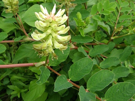 Astragalus Glycyphyllus