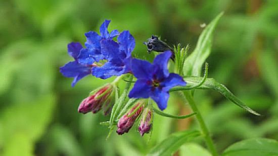 Buglassoides Purpuro