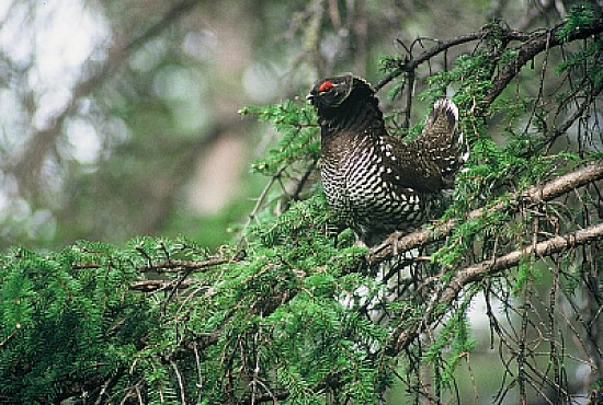 Pernice siberiana