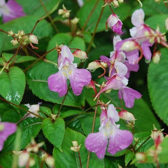 Impatiens Balfourii