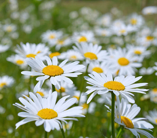 Leucanthemum Vulgaris