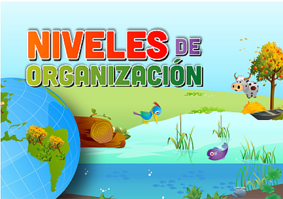 NIVELES DE ORGANIZACIÃ“N