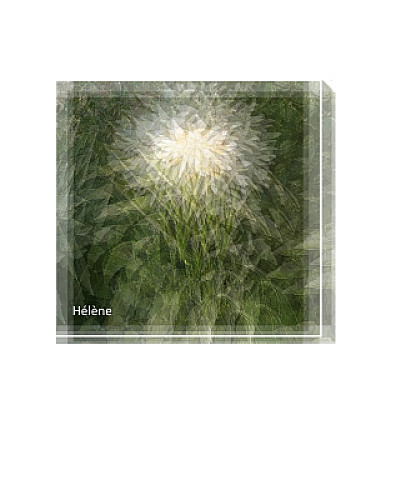 Dahlias Blanc