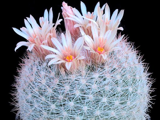 mammillaria candida