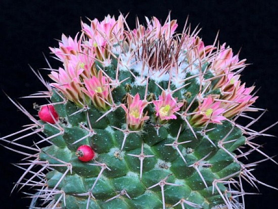 mammillaria carnea