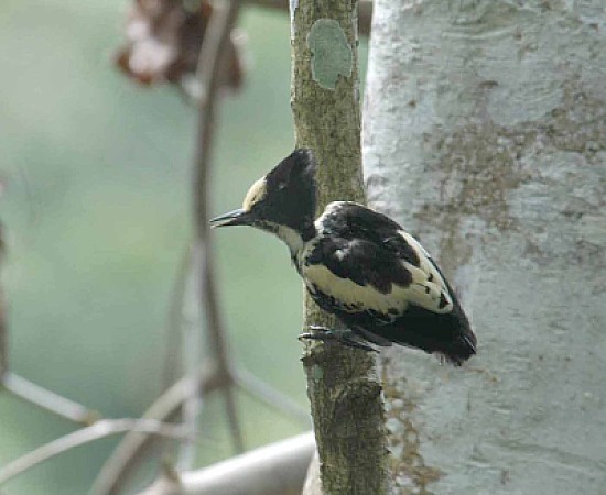 Picchio cordato