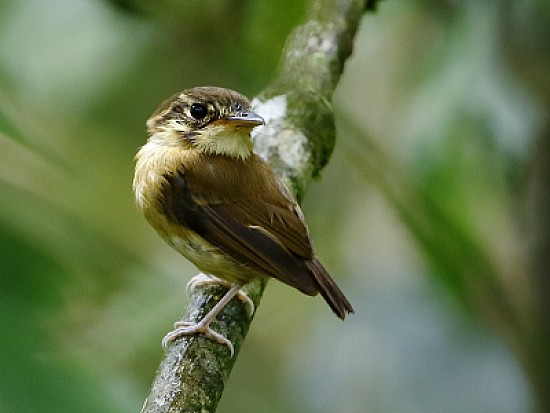 Palarinco golabianca