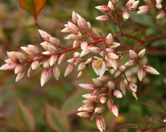 nandina