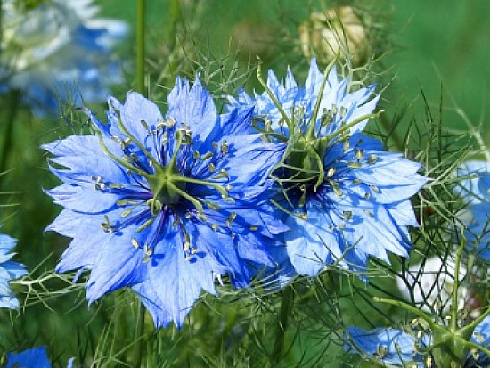 nigella sativa