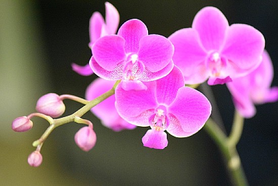 OrquÃ­dea