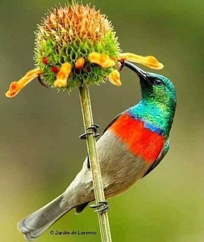 cores