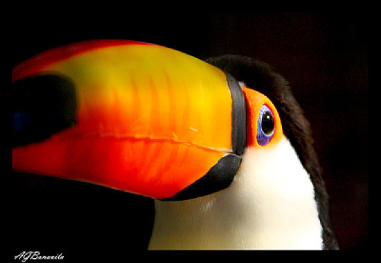 tucano