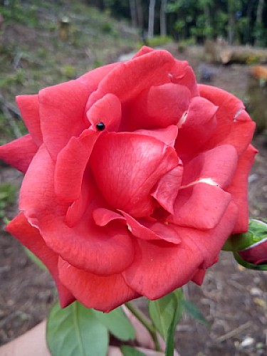 rosa rosada