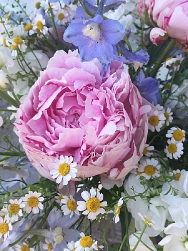 Rosa
