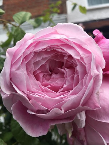 flores