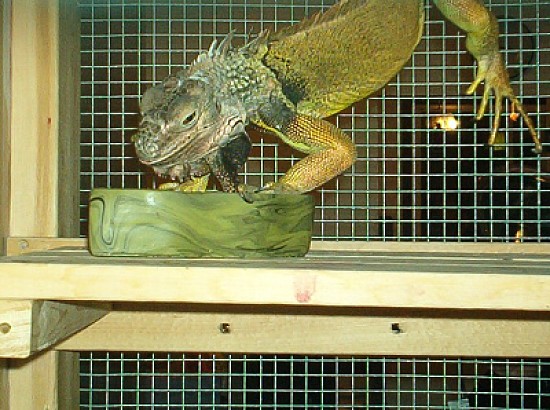 Godzilla (jk)