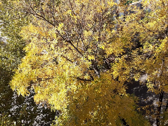 EL ARBOL DE CASA