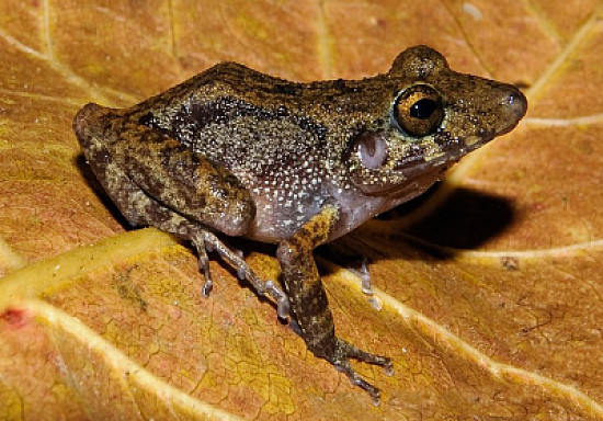 Pristimantis gaigei
