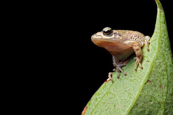 Pristimantis unistrigatus