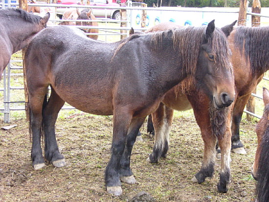 Jaca navarra