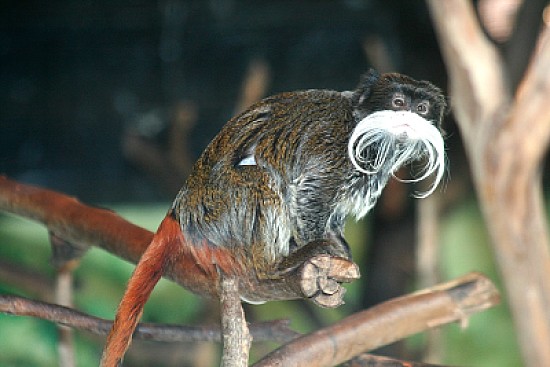 Tamarino imperatore