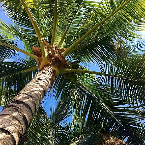 Palmera desde abajo