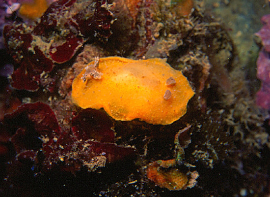Tordisa filix