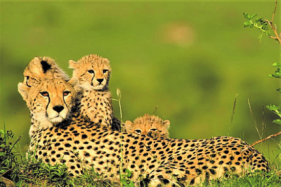 mom #314