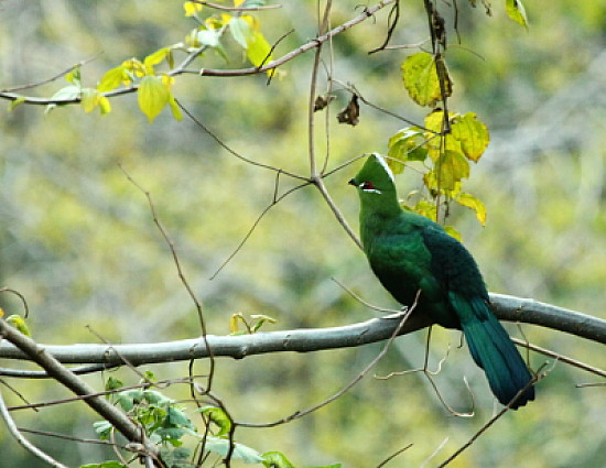 Turaco nero