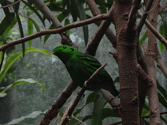 Green broadbill