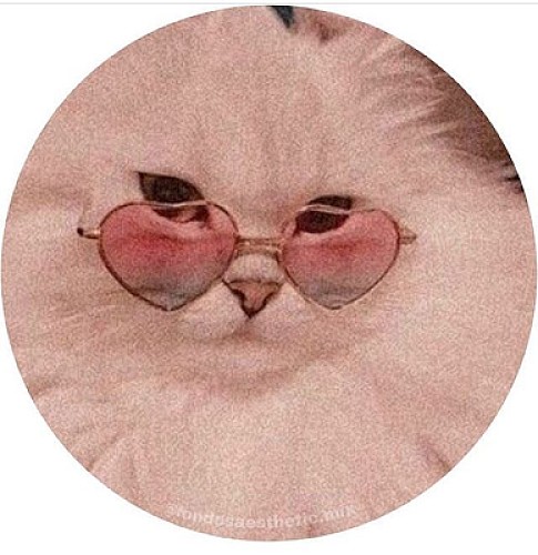 gato