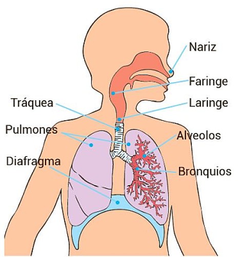 sistema respiratorio