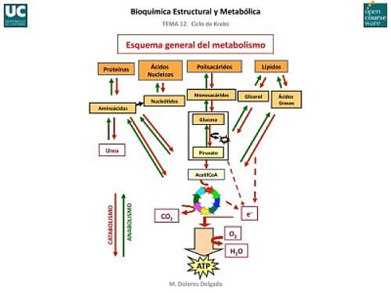 ESQUEMA GENERAL DEL METABOLISMO