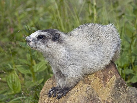 Marmotta dell 'alasca